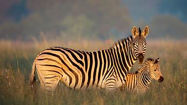 Burchell's zebra mother and foal, Rietvlei Nature Reserve, South Africa (© Richard Du Toit/Minden Pictures)