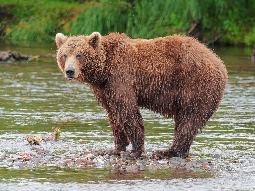 Kamchatka Brown Bear (Ursus Arctos Beringianus)