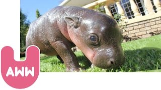 Baby Pygmy Hippo