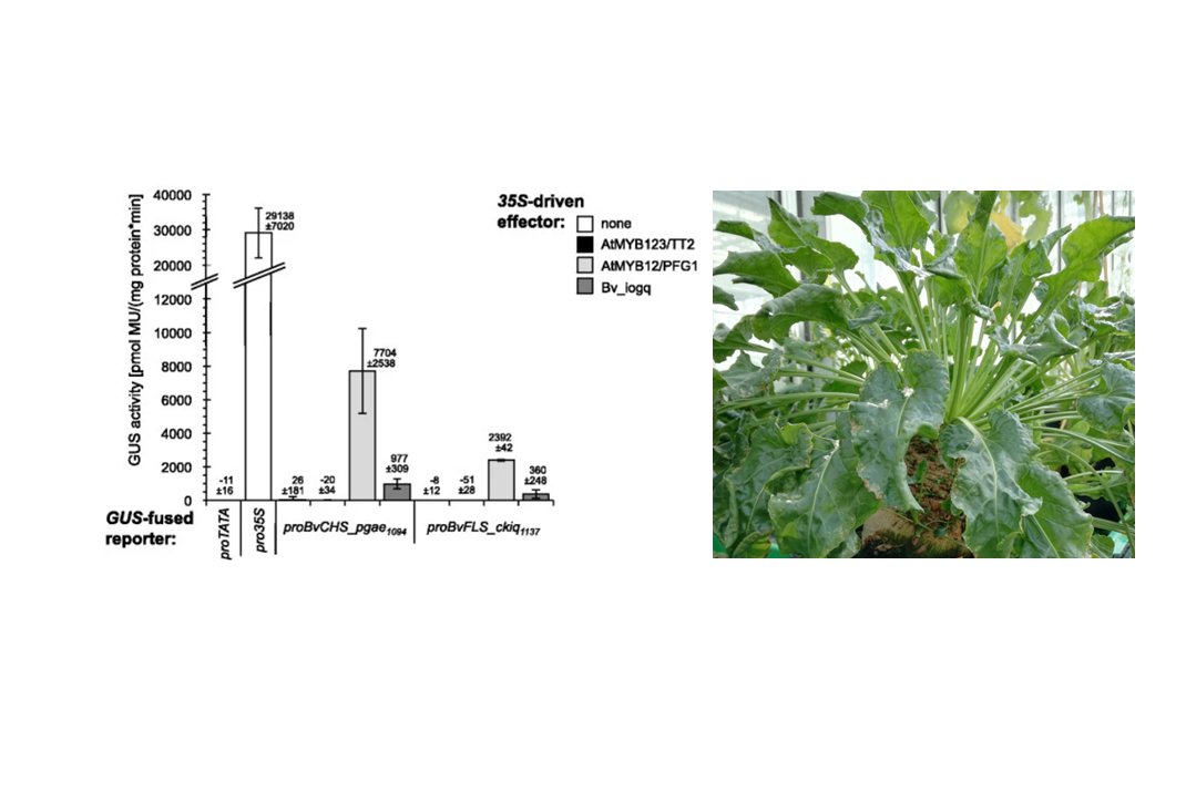 Flavonol regulator BvMYB12 (Tweet #10)