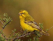 Yellow Canary Pic