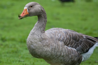 goose image