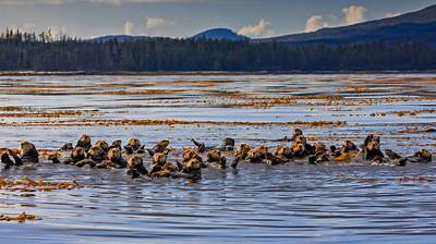 Sea Otter Awareness Week