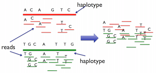 Creating reads from haplotypes