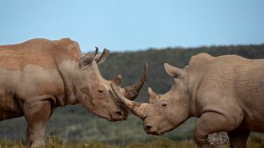 Southern white rhinoceros males, Shamwari Private Game Reserve, South Africa (© David Silverman/Getty Images)