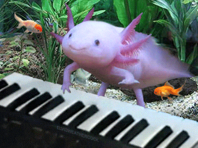 A keyboard playing axolotl.