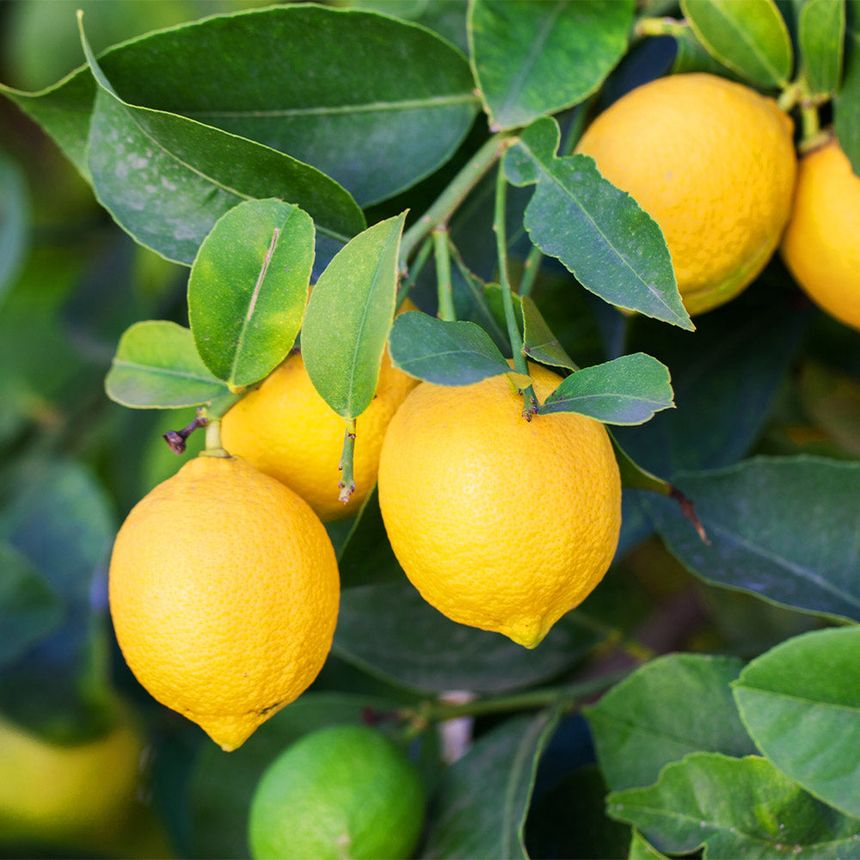 Image of lemons hanging on a tree