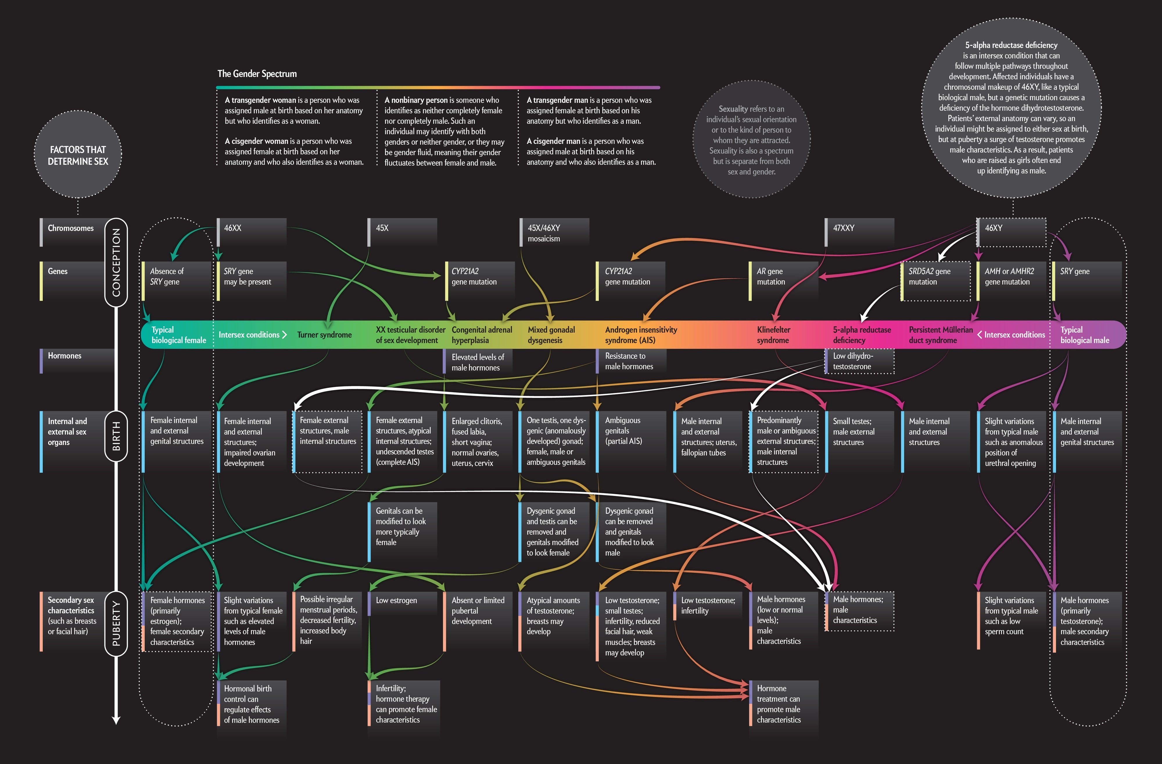 The sex spectrum scientific American