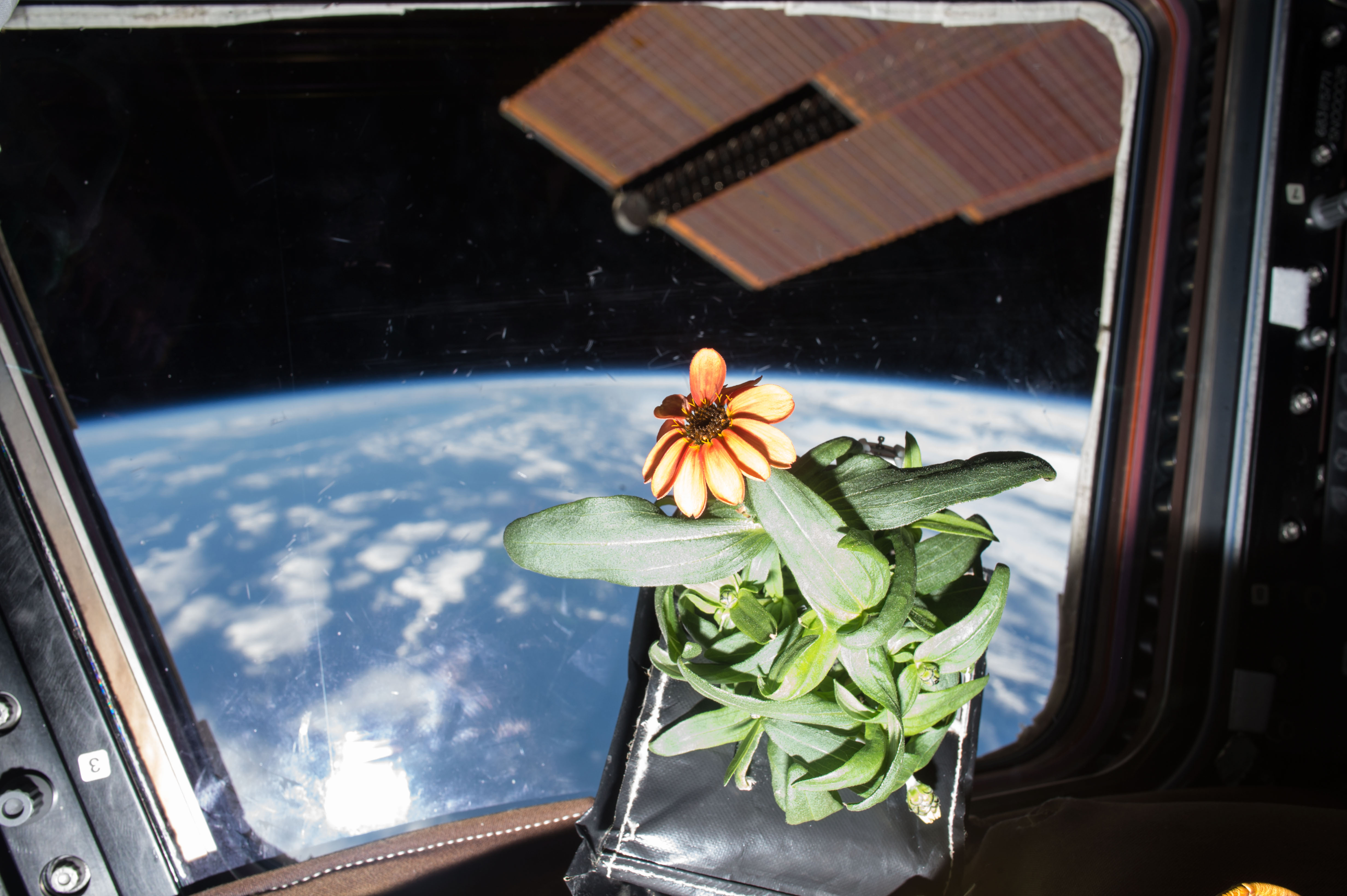 A Zinnia growing on the International Space Station