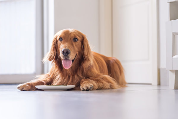 狗, 黄金猎犬, 狗食