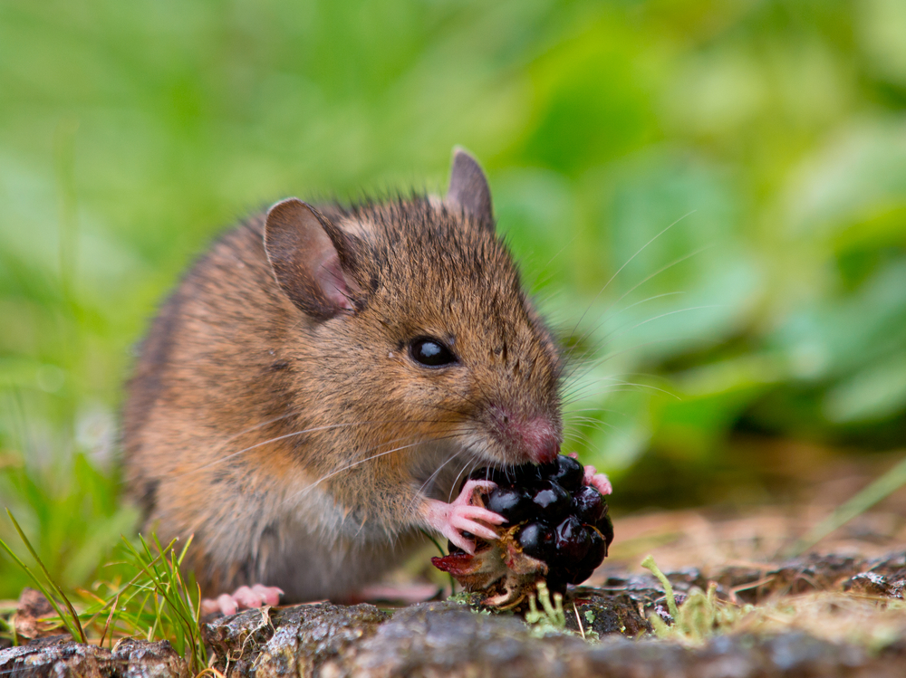 berry-eating mouse