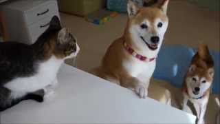 ???????????????????????Shiba inu and Cat ?NANDEYANEN!!?