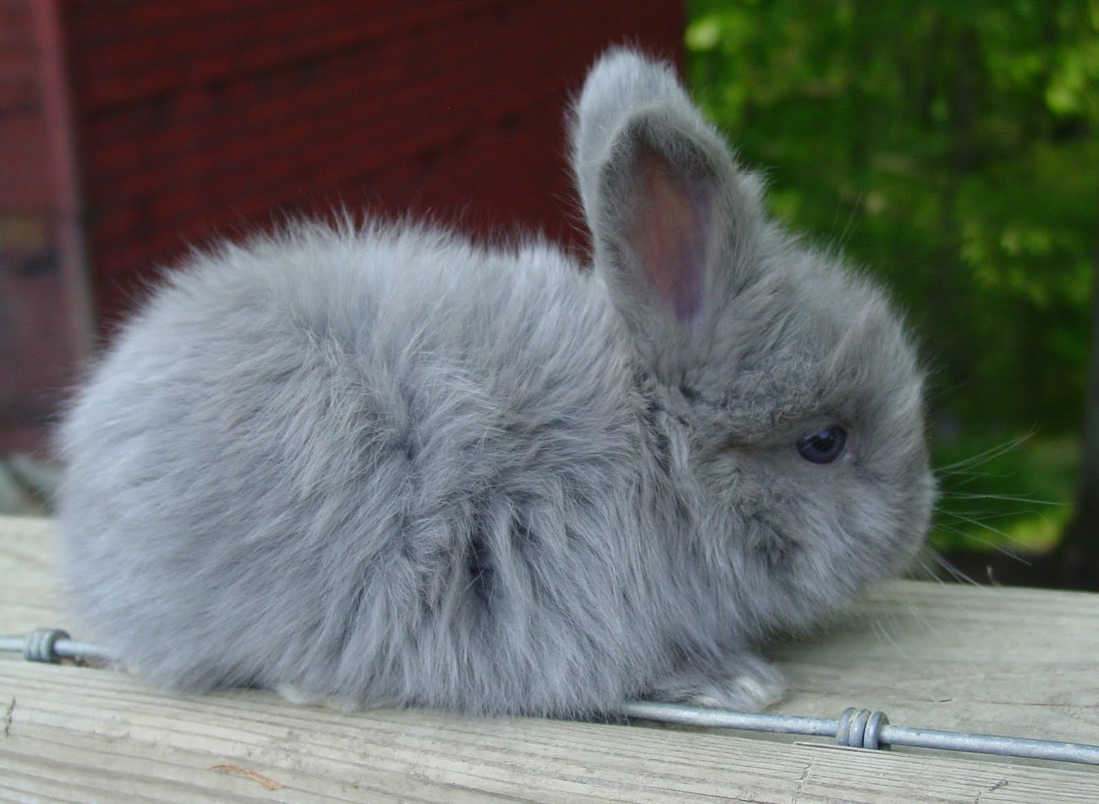 Angora Rabbit