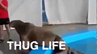 Thug Life Seal