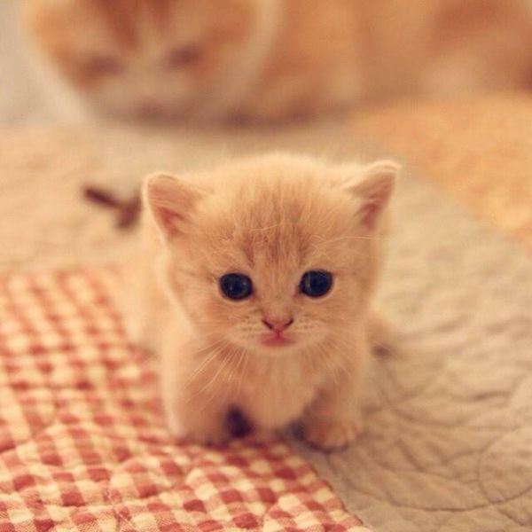 Cute Cat