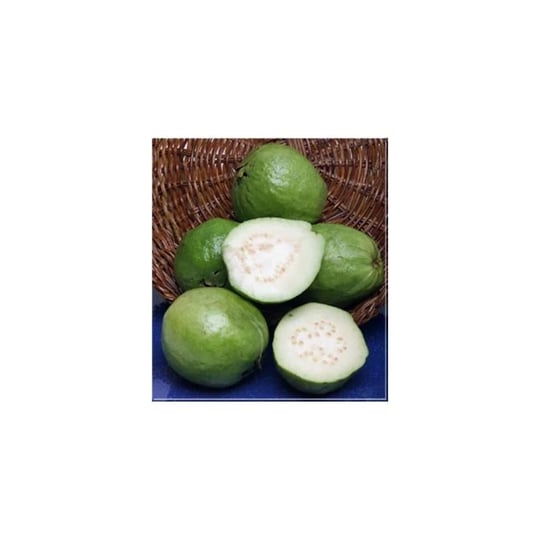melissas-fresh-guavas-3-lbs-1