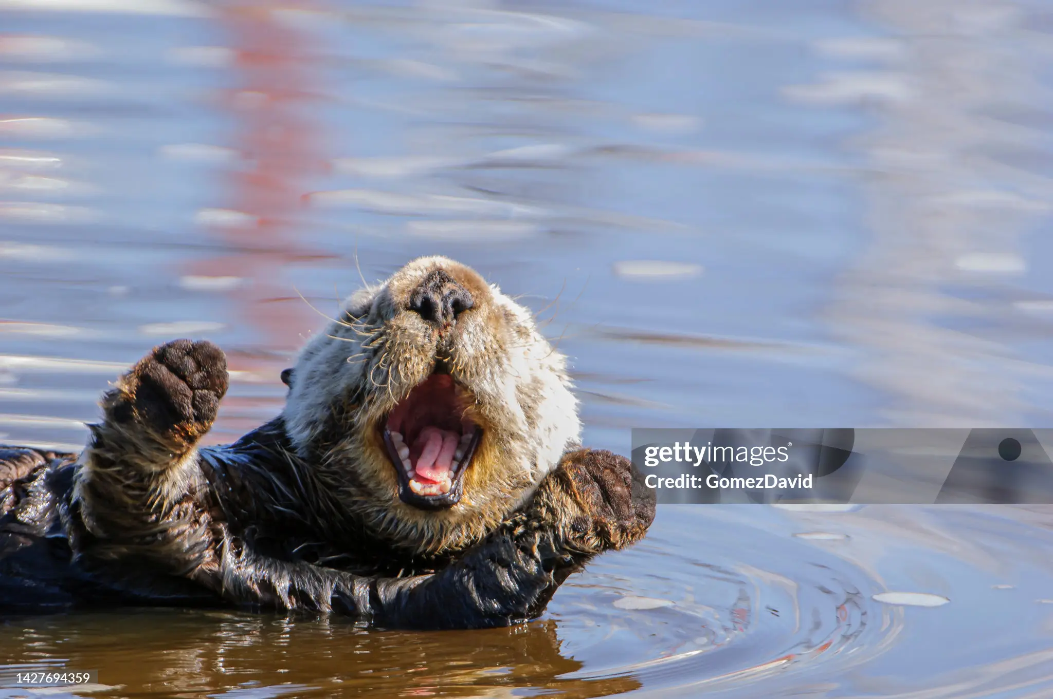 otter picture, credit to GomezDavid from Getty Images