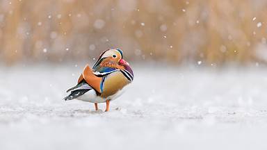 https://cn.bing.com/th?id=OHR.RichmondParkDuck_ZH-CN4956127005&w=384&h=216