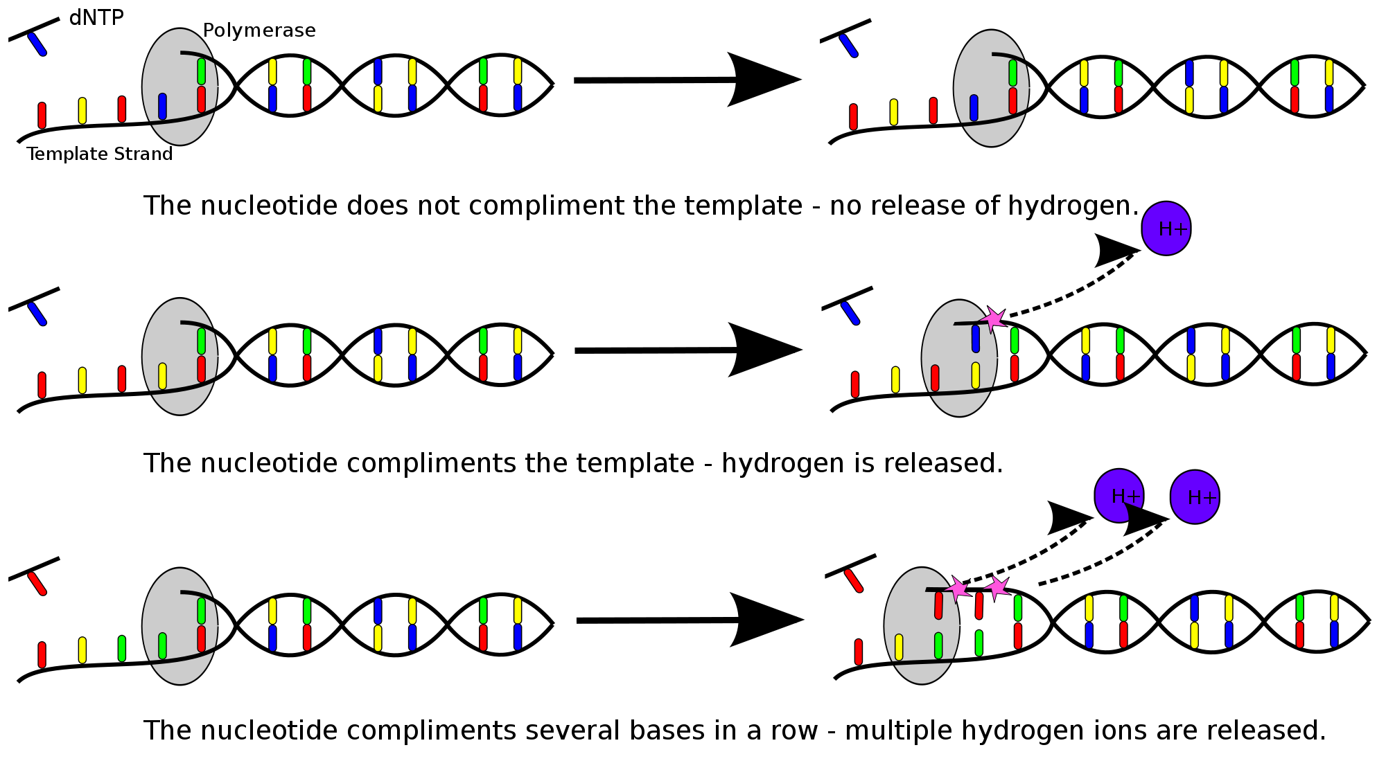 2000px-DNTP_nucletide_incorporation_events.svg