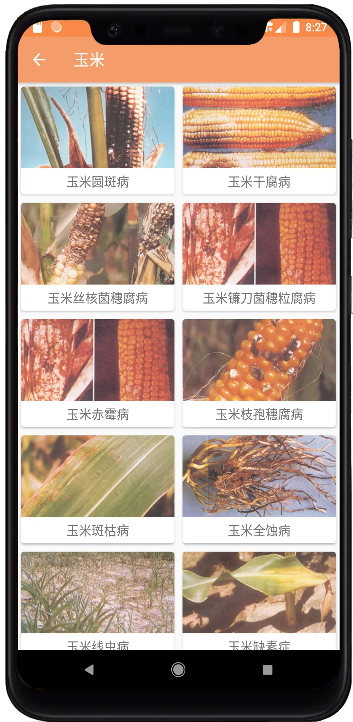 农技学习-玉米.png