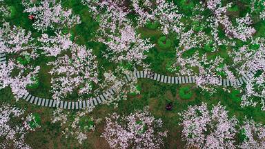 Cherry blossoms in Shanghai, China (© Yaorusheng/Getty Images)