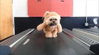 Munchkin the Teddy Bear gets her exercise