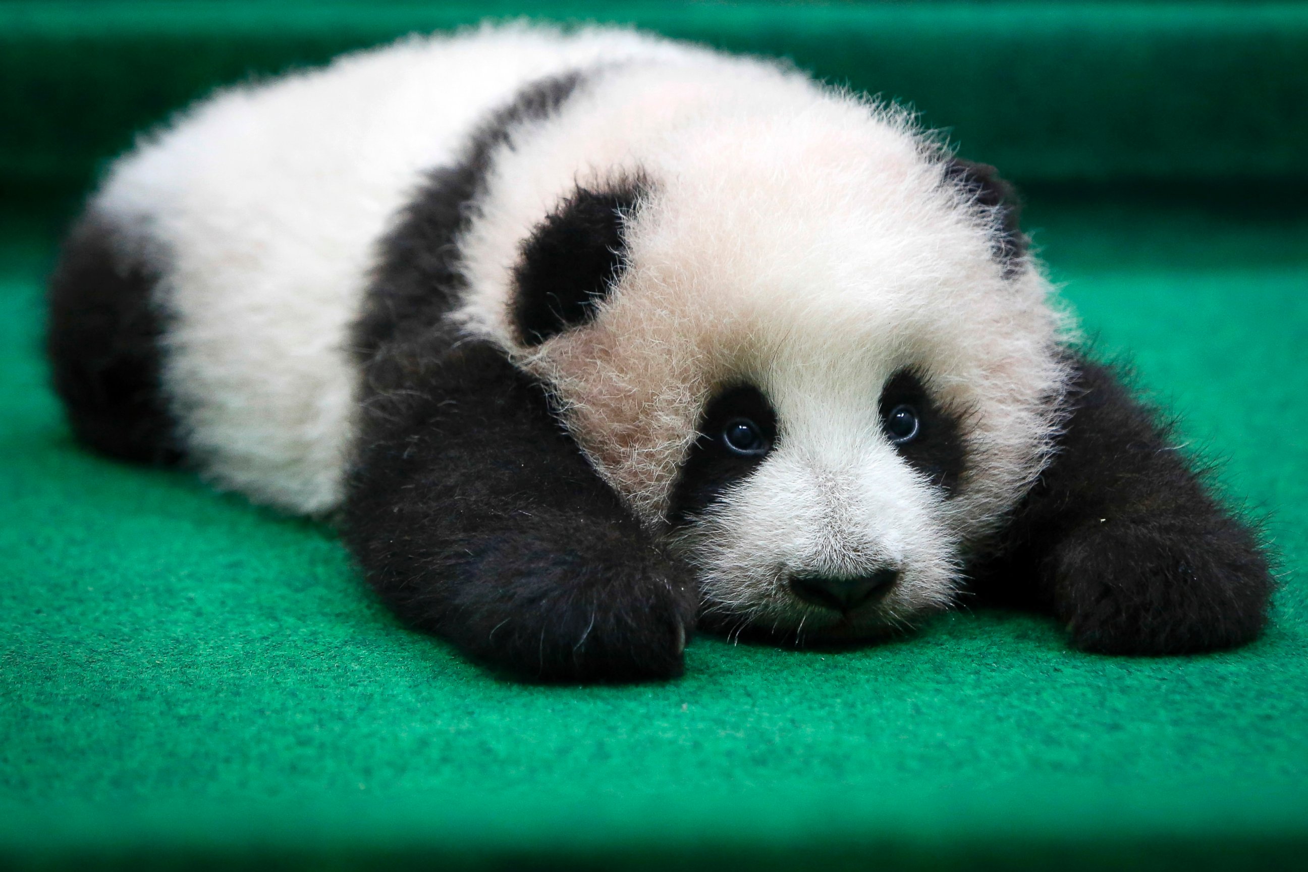 This is a panda