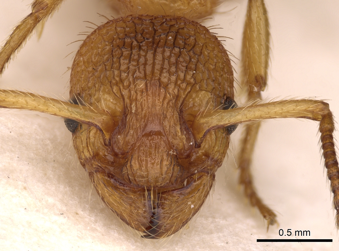 Myrmica Bibikoffi