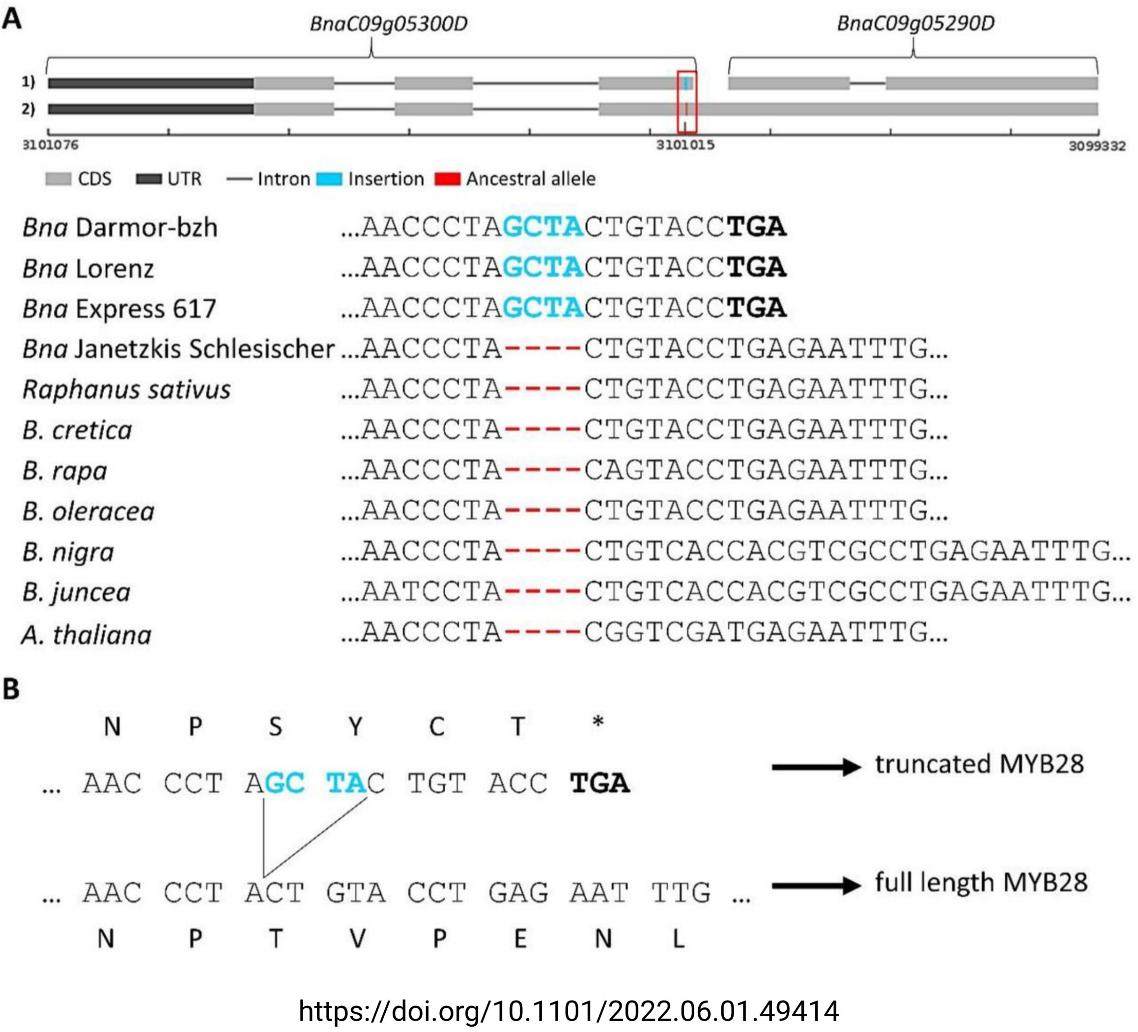 _Brassica napus MYB28_ determines seed GSL content (Tweet #70)