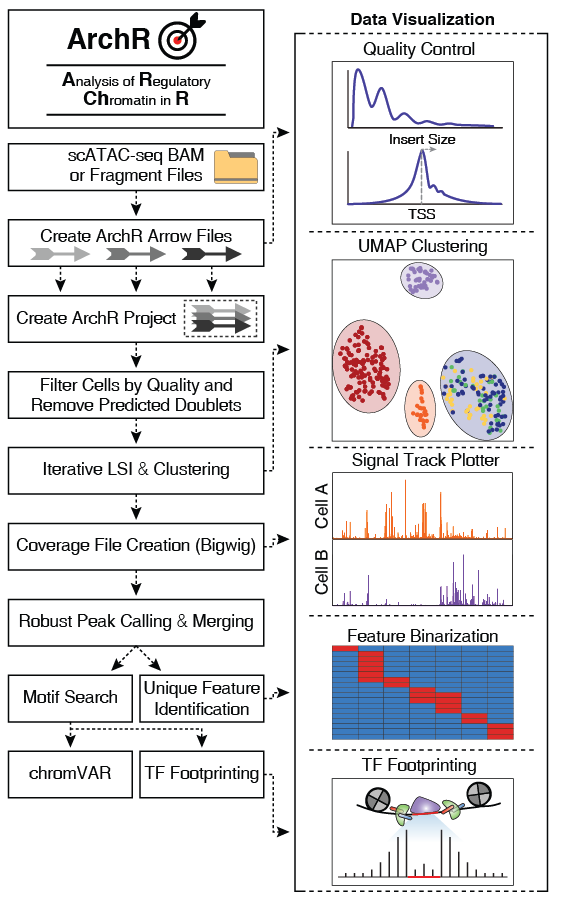 ArchR Workflow