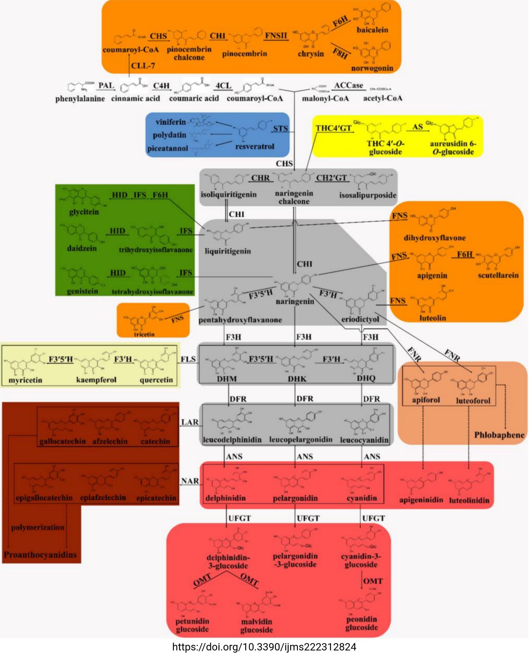 Branches of the flavonoid biosynthesis (Tweet #69)