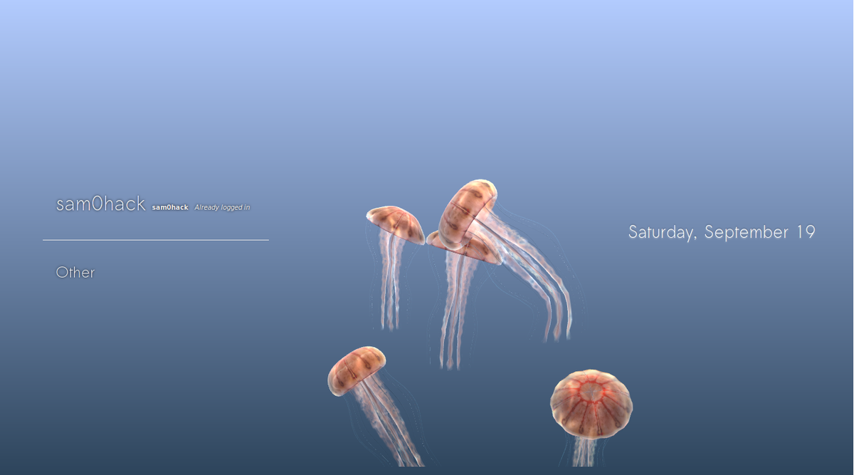 Image of Chrysaora jellyfish