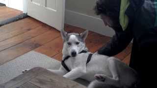 Blaze Loves His Kennel  ORIGINAL  Husky Says No to Kennel - Funny