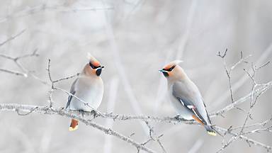 Bohemian waxwings perched on a branch, Canada (© Jim Cumming/Shutterstock)