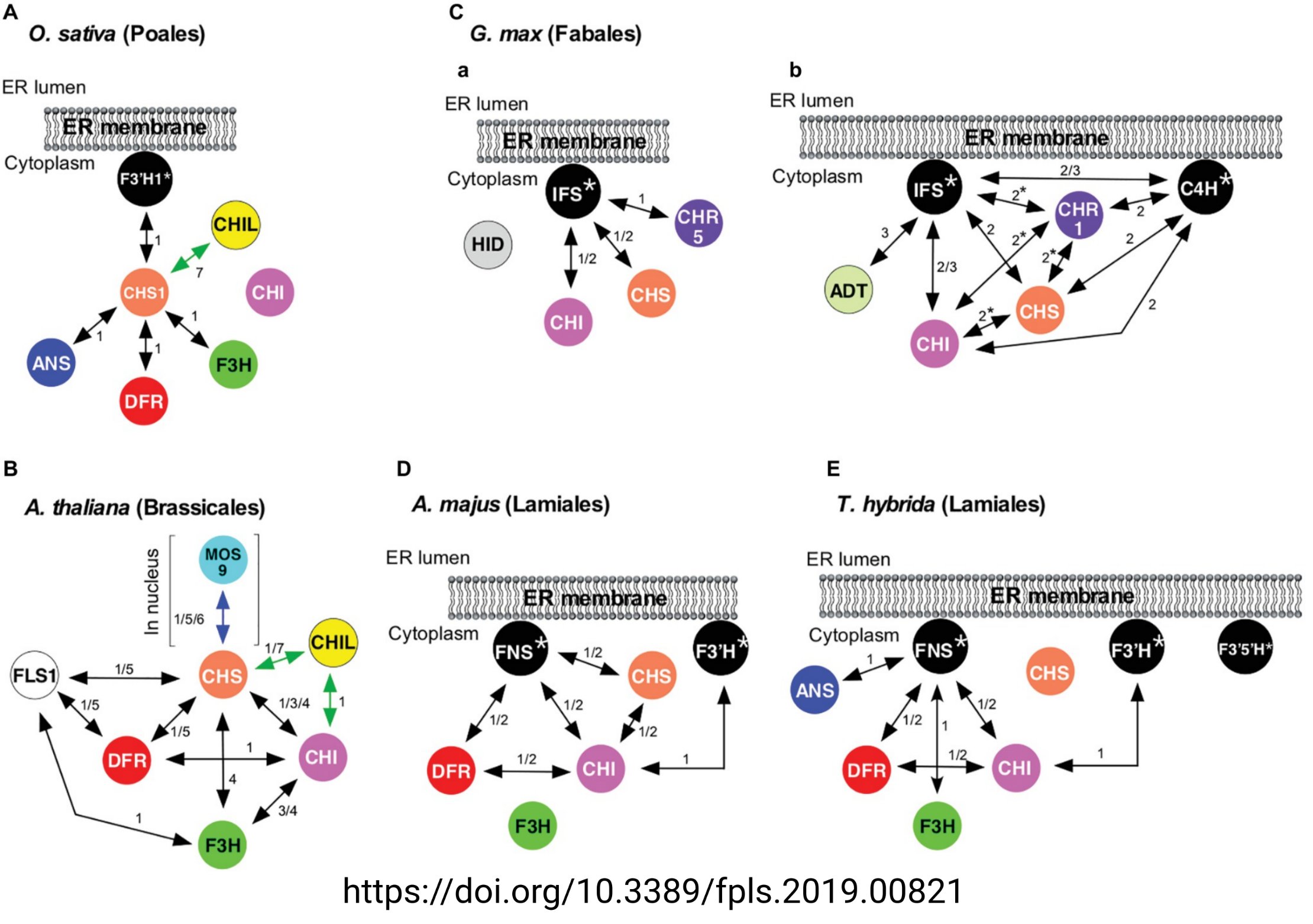 Flavonoid metabolons (Tweet #50)