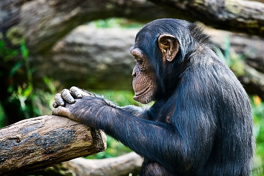 Chimpanzee in thoughts