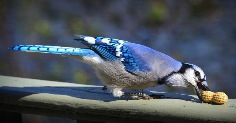 A blue jay eating a peanut