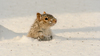 A squirrel in the snow