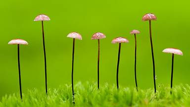 https://cn.bing.com/th?id=OHR.HorseHairShroom_ZH-CN2241458451&w=384&h=216