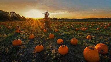 https://cn.bing.com/th?id=OHR.NewtonPumpkins_ZH-CN2560195971&w=384&h=216