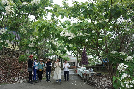 副县长谢淑亚、古坑乡长林惠如，文观处长陈璧君漫步在桐花树下！