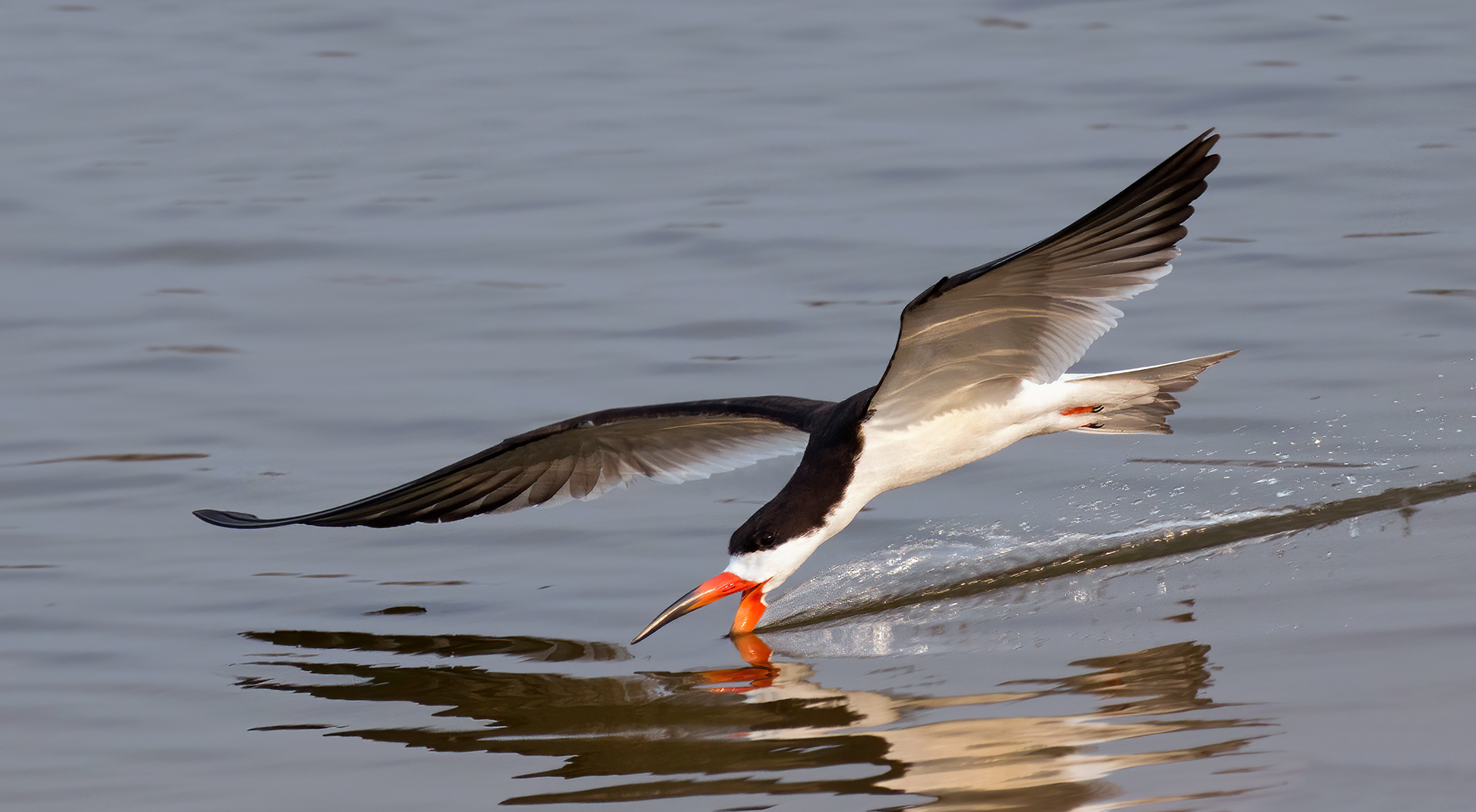 An Image of Rynchops niger (Black Skimmer) skimming water.