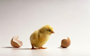 Cute chicks!