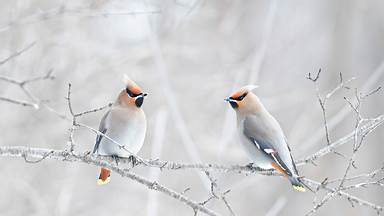 https://cn.bing.com/th?id=OHR.WinterWaxwings_ZH-CN9274297835&w=384&h=216