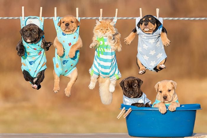 a group of dogs in clothing