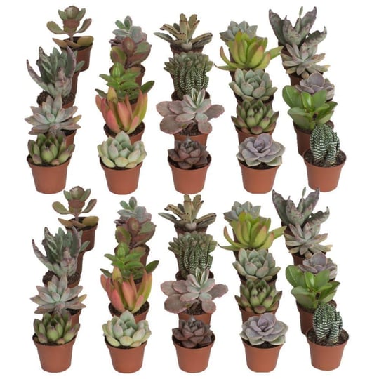 costa-farms-2-in-mini-succulent-plants-in-growers-pot-50-pack-1