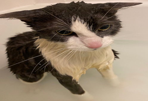 soggy ass cat