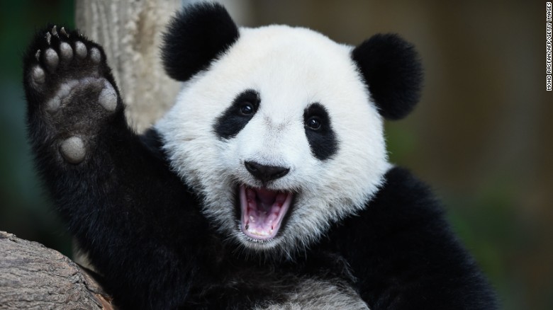 Un panda feliz saludando