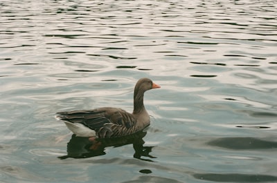 goose image