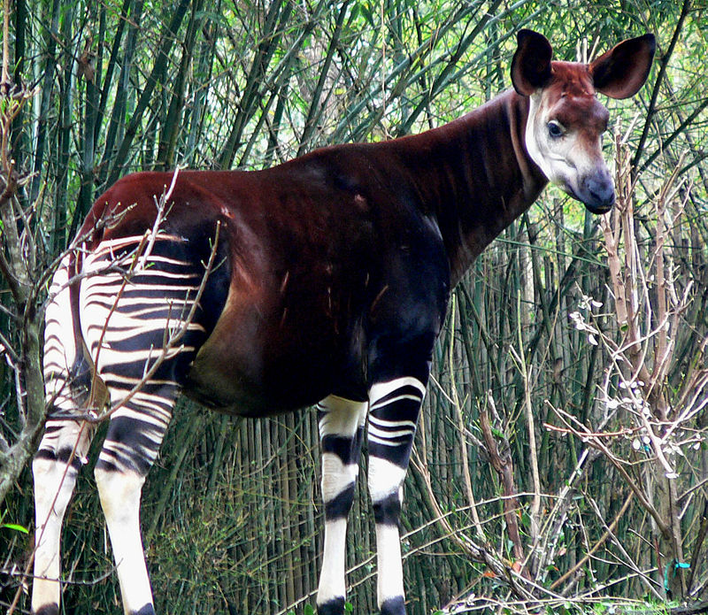 An Okapi standing in long grass